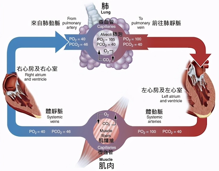 心三聯(lián)與呼三聯(lián)最新版，探索心臟與呼吸領(lǐng)域的創(chuàng)新技術(shù)